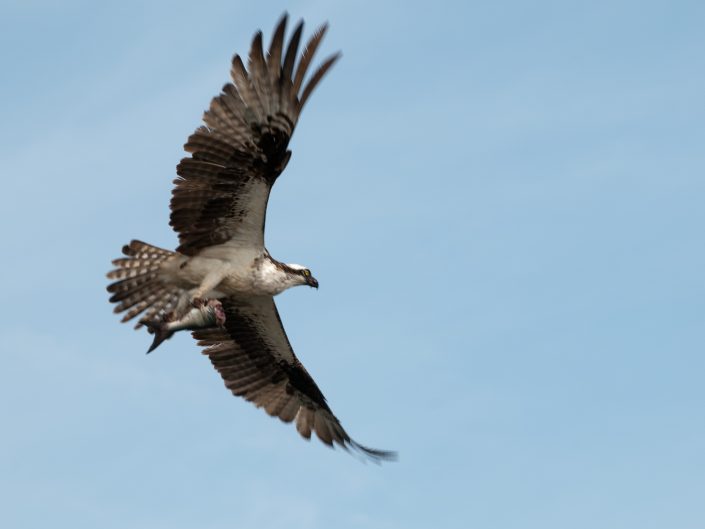 Osprey
